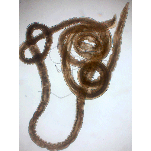Семейство Gongylonematidae  фото