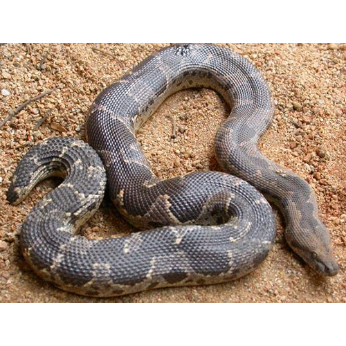  Род Gongylophis  фото