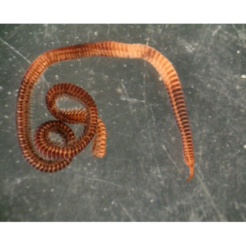 Семейство Goniadidae фото