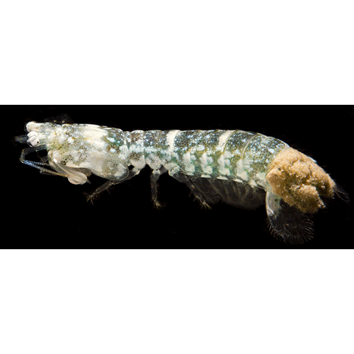 Семейство Gonodactyloidea фото