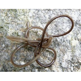 Семейство Gordiidae  фото