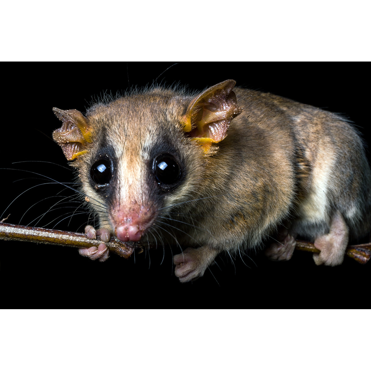 Быстрый опоссум (Gracilinanus agilis) Фото №10