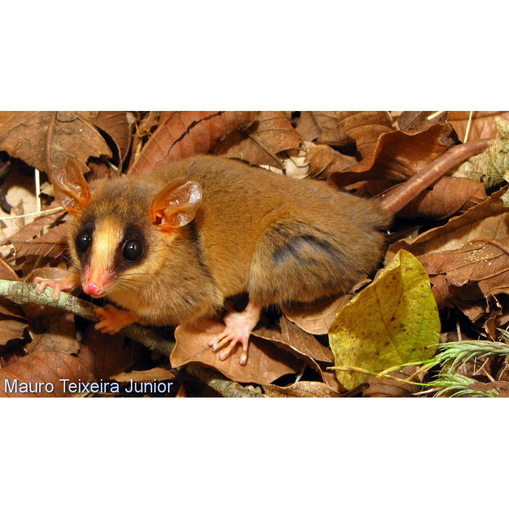 Быстрый опоссум (Gracilinanus agilis) Фото №2