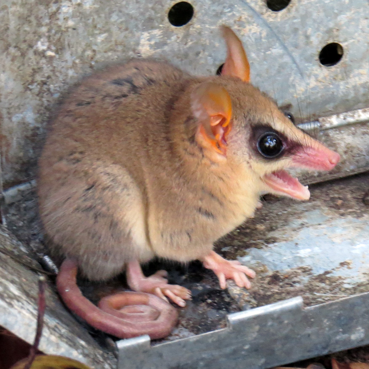 Быстрый опоссум (Gracilinanus agilis) Фото №3