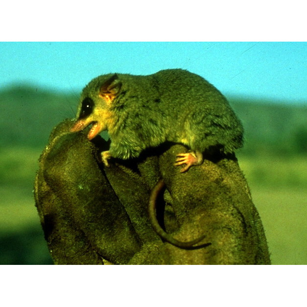 Быстрый опоссум (Gracilinanus agilis) Фото №4