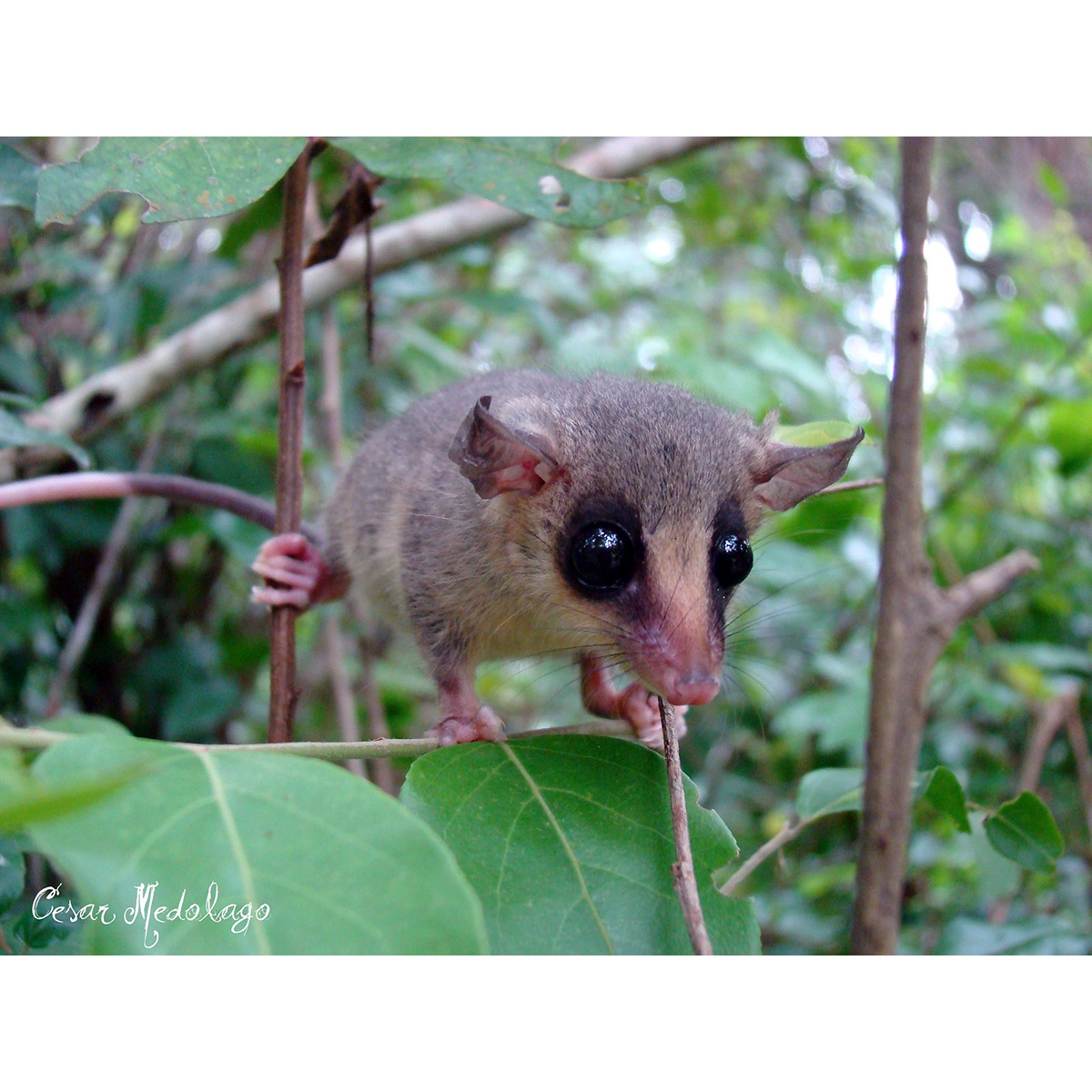 Быстрый опоссум (Gracilinanus agilis) Фото №9