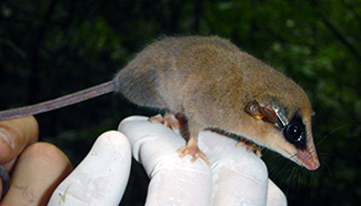 Gracilinanus microtarsus microtarsus
