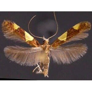 Семейство Gracillarioidea фото