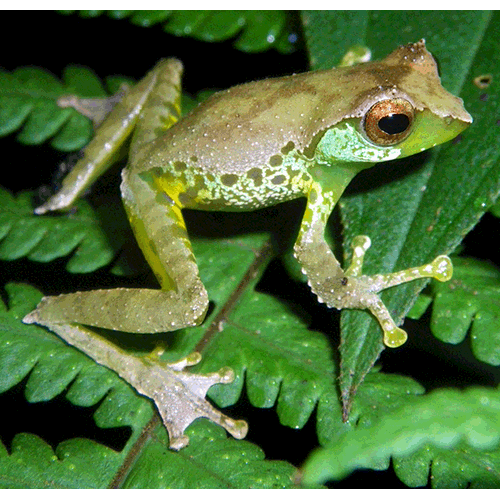  Род Gracixalus  фото
