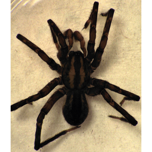 Семейство Gradungulidae фото
