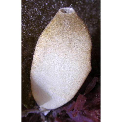 Семейство Grantiidae  фото