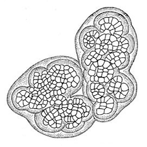 Семейство Granufilaceae фото
