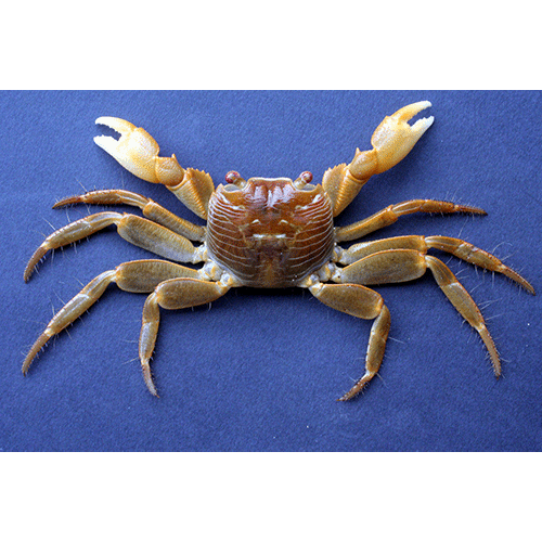 Семейство Grapsoidea фото