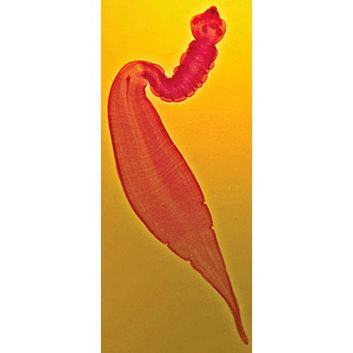 Семейство Gryporhynchidae  фото