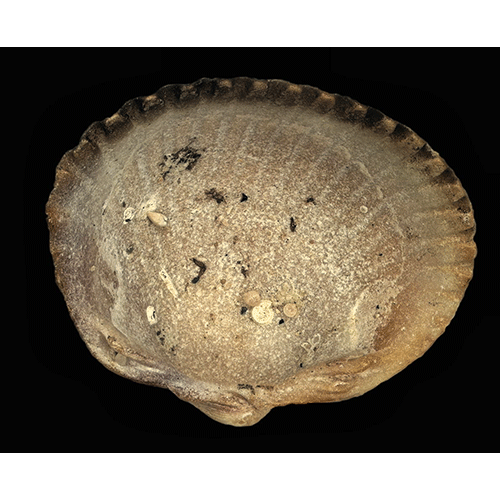 Семейство Gwynioidea фото