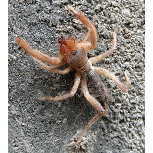 Семейство Gylippidae фото
