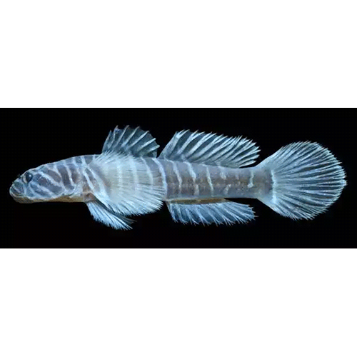 Род Gymneleotris фото