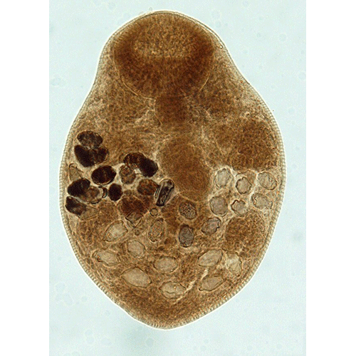 Семейство Gymnophallidae фото
