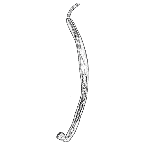 Семейство Gymnorhadinorhynchidae фото