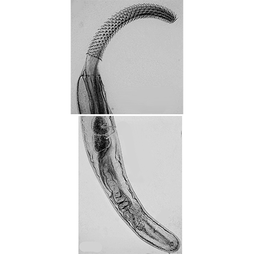 Род Gymnorhadinorhynchus фото