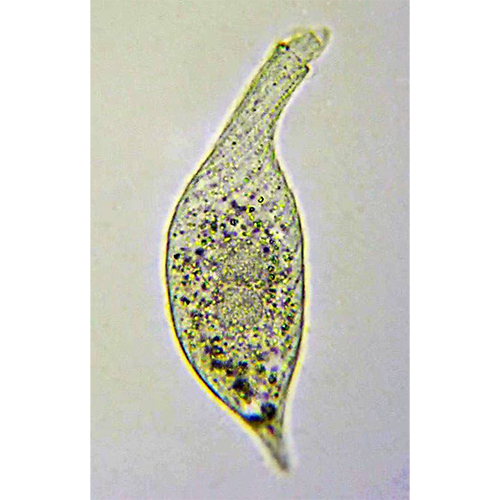 Класс Gymnostomatea фото