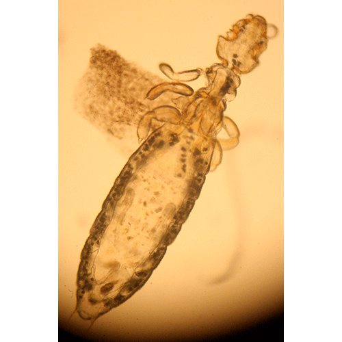 Семейство Gyropidae фото