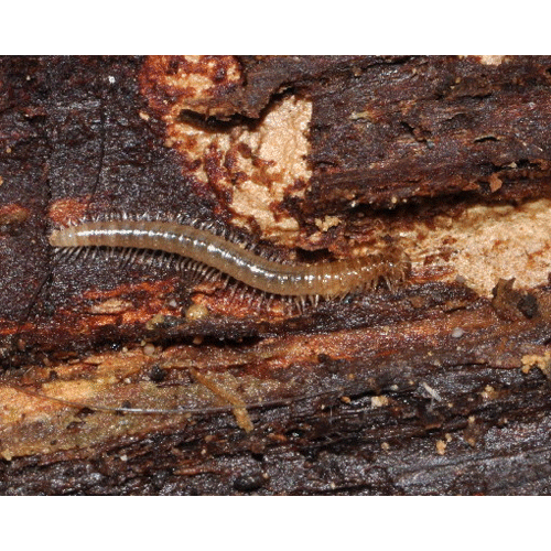 Семейство Haaseidae фото