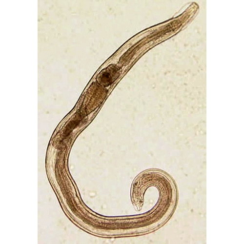 Семейство Habronematidae  фото