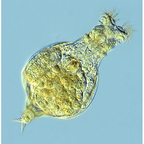 Семейство Habrotrochidae  фото