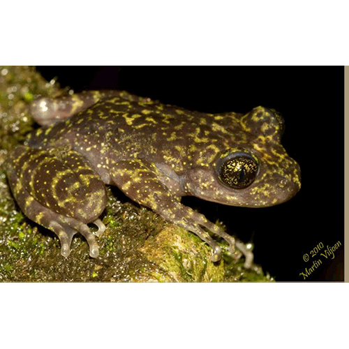  Род Hadromophryne  фото