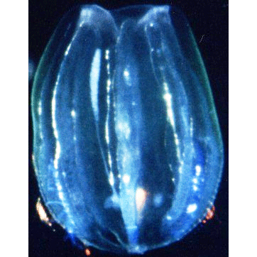 Семейство Haeckeliidae  фото