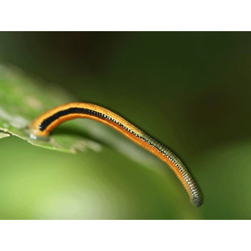 Семейство Haemadipsidae фото