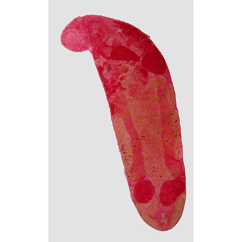 Семейство Haematoloechidae фото