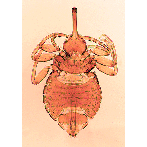 Семейство Haematomyzidae фото