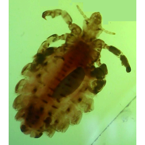 Семейство Haematopinidae фото