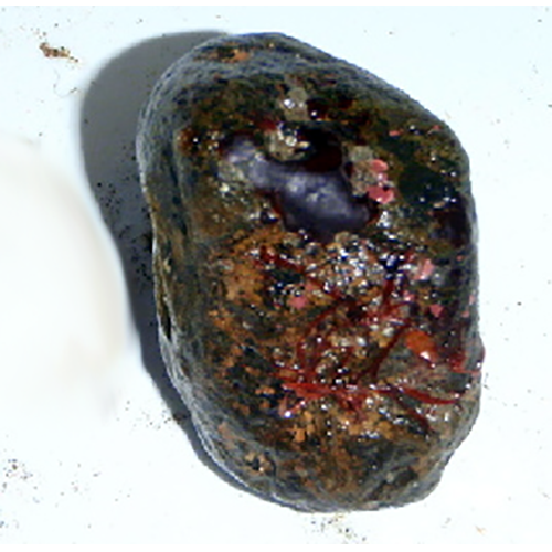 Семейство Haemeschariaceae фото