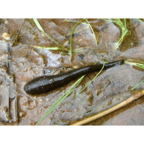 Семейство Haemopidae фото