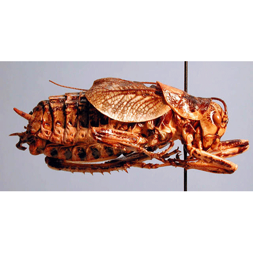 Семейство Hagloidea фото