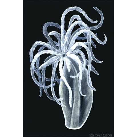 Семейство Halammohydridae  фото