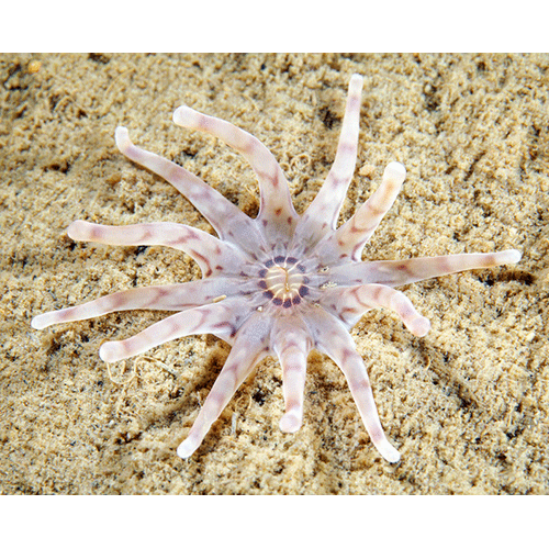 Семейство Halcampidae  фото