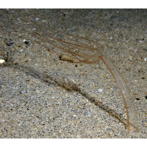 Семейство Halcampoididae  фото