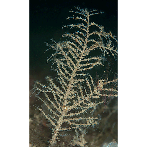 Семейство Haleciidae  фото