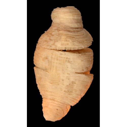 Семейство Haliactiidae  фото