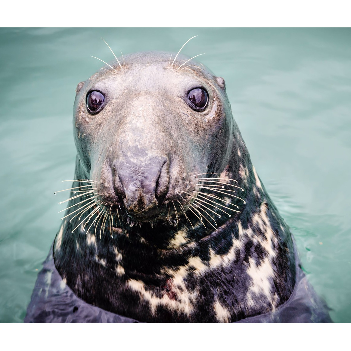 Длинномордый тюлень (Halichoerus grypus) Фото №10