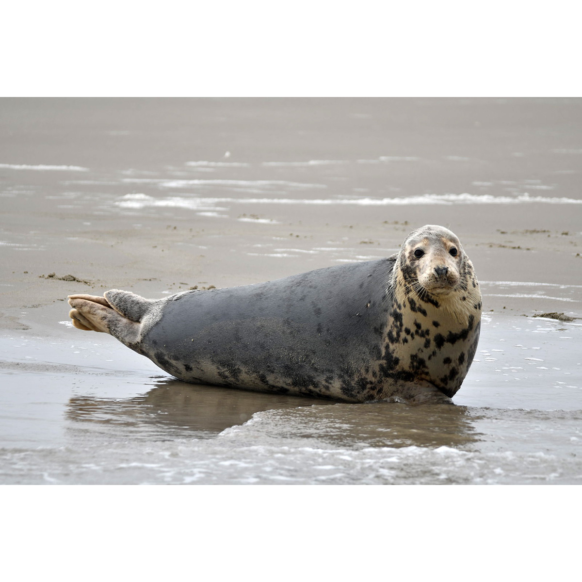 Длинномордый тюлень (Halichoerus grypus) Фото №3