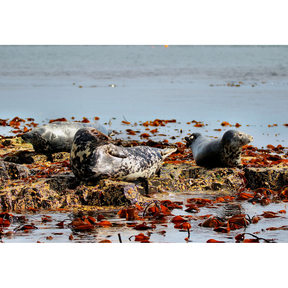 Длинномордый тюлень (Halichoerus grypus) Фото №7