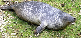 Halichoerus grypus grypus