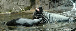 Halichoerus grypus macrorhynchus