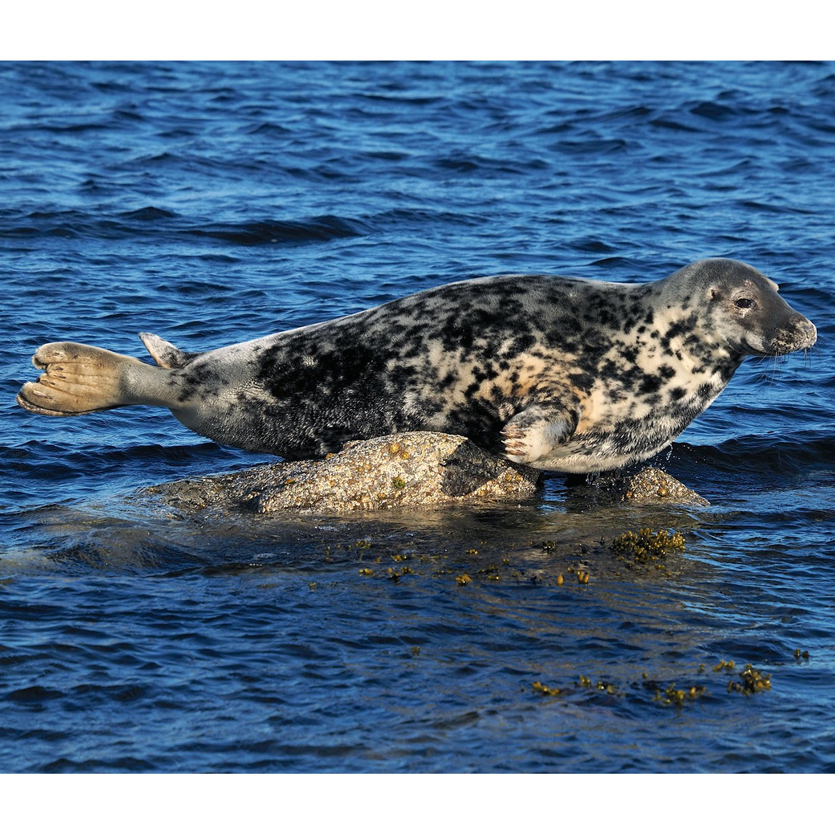 Длинномордый тюлень (Halichoerus grypus) Фото №1