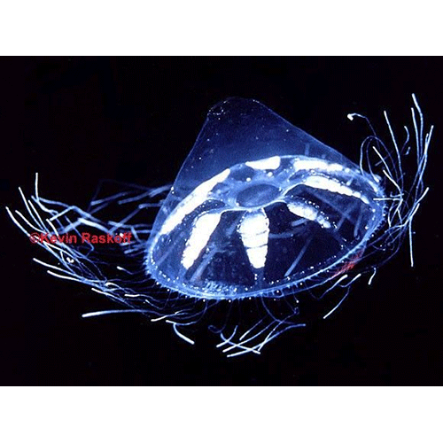 Семейство Halicreatidae  фото